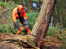 Best Tree and Shrub Care  in Sabina, OH